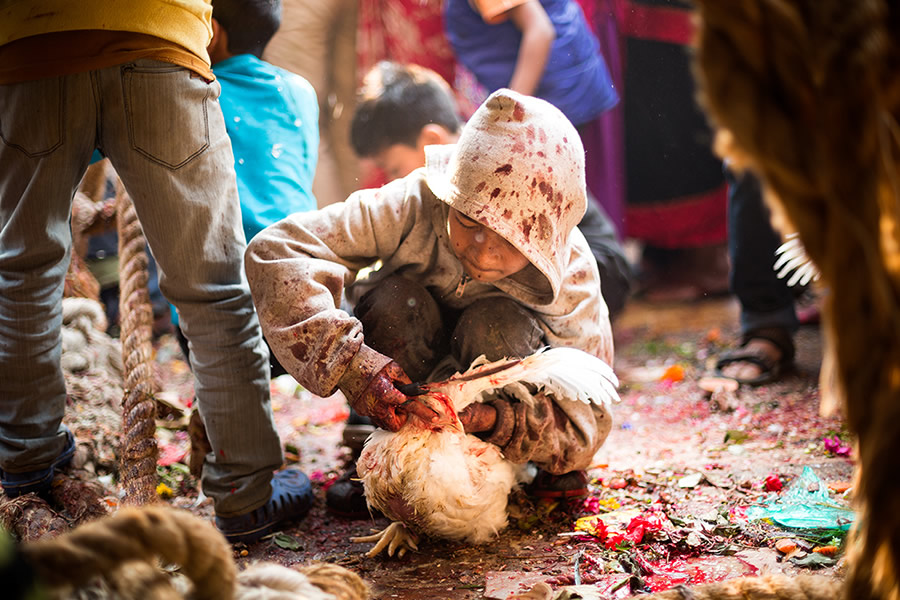 Animal sacrifice during the festival